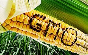 GMOs: Understanding the Science and Safety